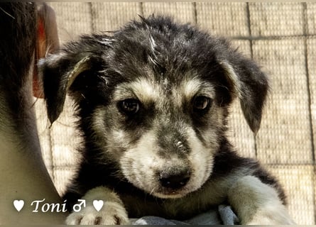 Teddy und seine Geschwister suchen ab September ein Zuhause