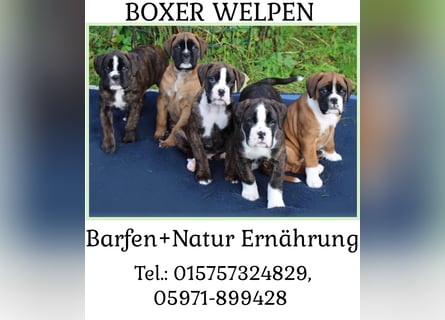 Kräftige BoxerWelpen (barfen + Natur Ernährung)
