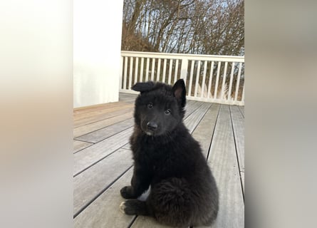 Welpen: Belgischer Schäferhund/Groenendael