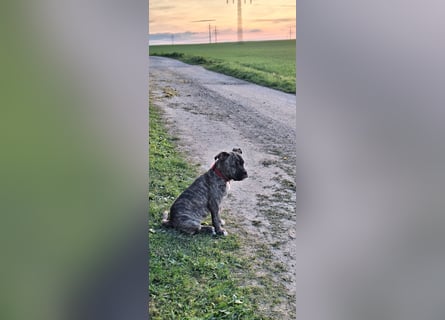 Old Englische Bulldogge Welpe