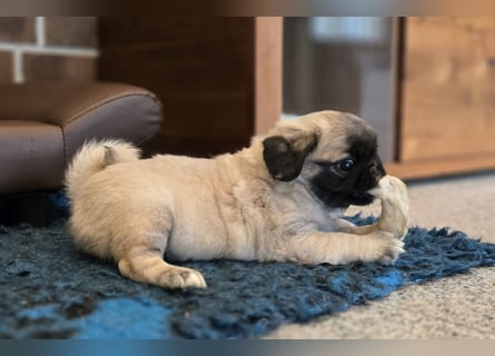 Mops Welpen  ( Altdeutsche )