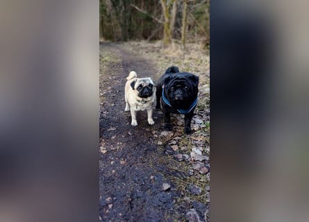 Mops welpen ab sofort Abgabe bereit.