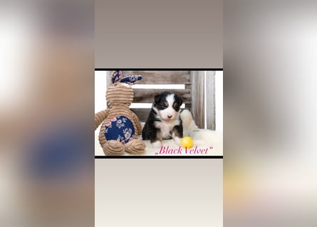 Zauberhafte Australian Shepherd Hündinnen