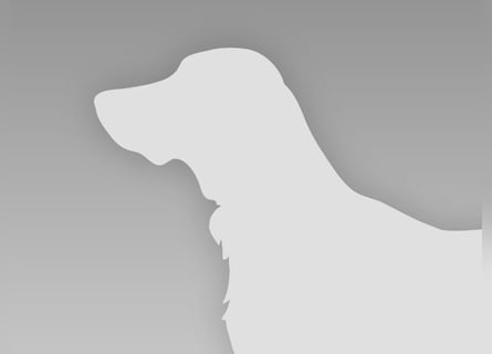 Hallöchen, ich bin ein traumhaft hübscher anhänglicher Tibet Terrier Welpe, Rüde, und darf ausziehen