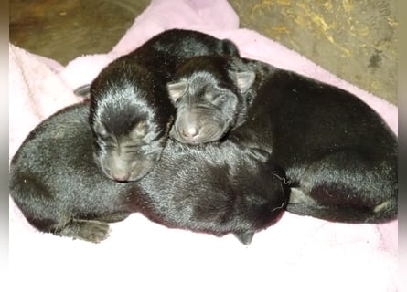 Osteuropäische Schäferhund Welpen