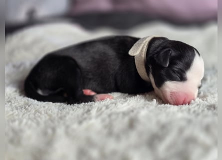 Whippet Welpen suchen liebevolle Familien