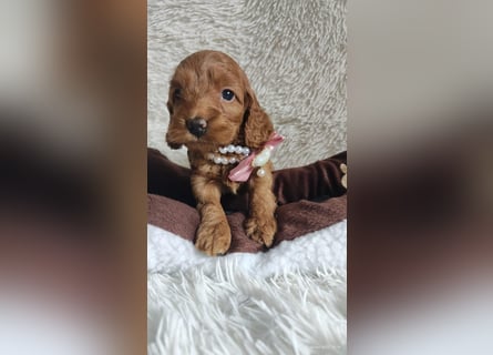 Wunderschöne Cockapoo-Welpen