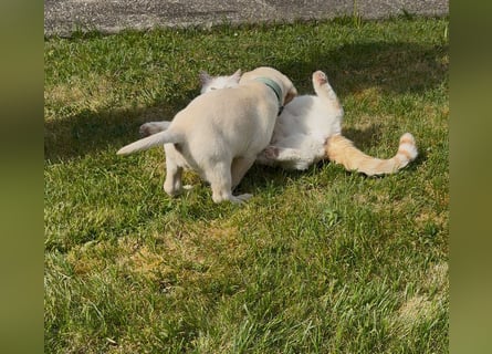 Labrador Retriever Welpen, reinrassig, Ahnenpass uvm., schwarz und gelb