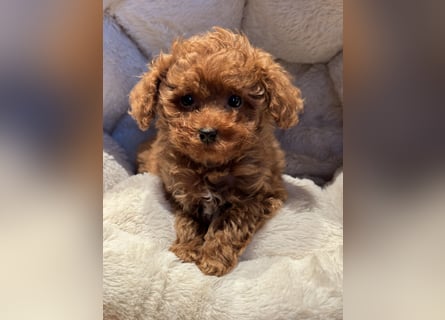 Sehr gesunde Maltipoo welpen in abricot und créme farben.