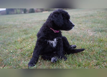 Doodle Bergamasker Barbet Mix Bergamasco Franz. Wasserhund Bergadoodle für Allergiker nicht haarend