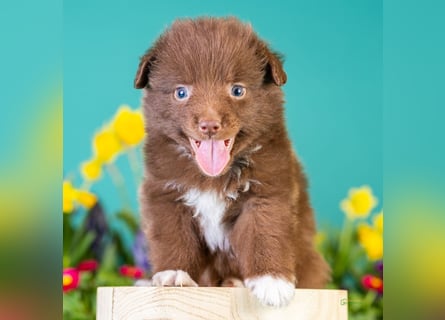Kleinbleibende Miniature Australian Shepherd Welpen
