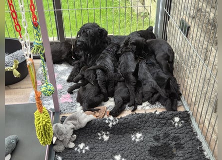 Riesenschnauzer schwarz Mrs. Gelb & Mr. Weiß