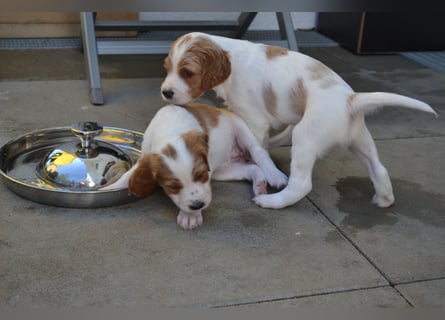 Sportlicher Familienhund - Irish Red and White Setter