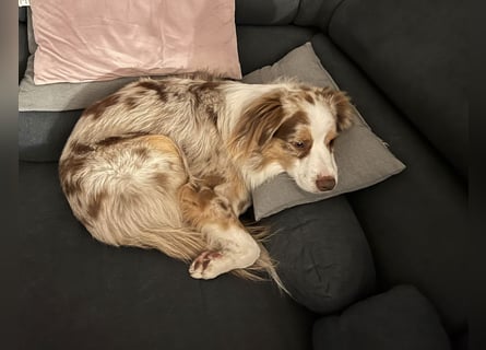 Liebenswerter Familienhund Maex sucht neues Zuhause