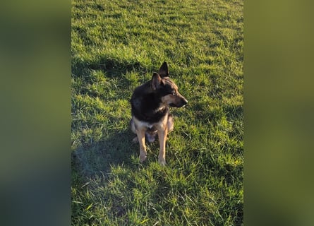 Schäferhundmischling Bono