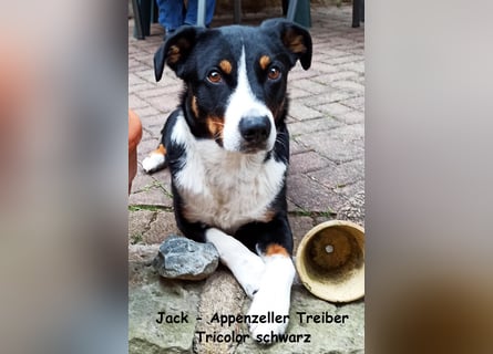 Appenzeller Sennenhund Welpen