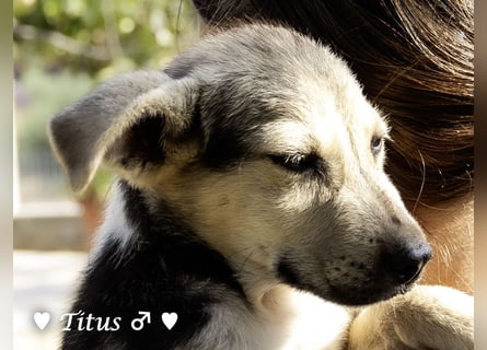 Teddy und seine Geschwister suchen ab September ein Zuhause