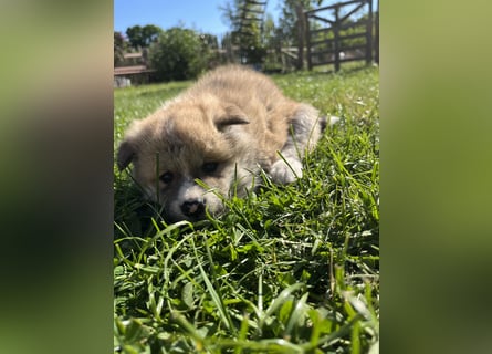 Akita Inu Welpen