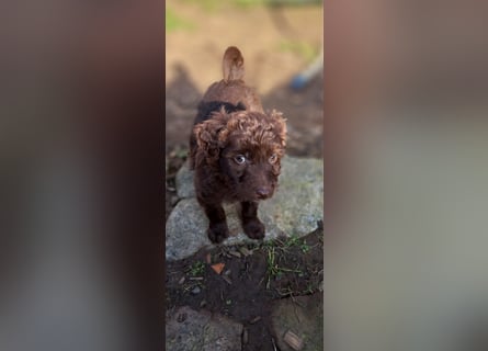 11 putzmuntere Aussiedoodles