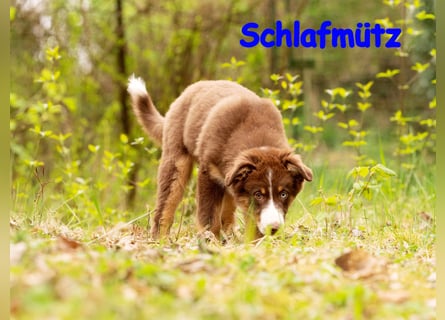 Australian Shepherd Welpen Rüden, ASCA