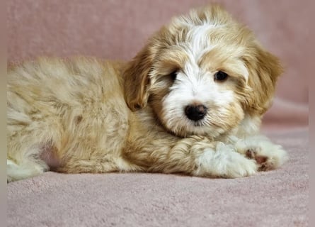 Maltipoo Welpen zuckersüß
