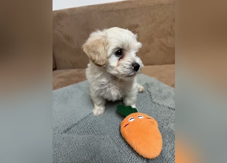 Maltipoo - Welpen - Rüden und Hündin