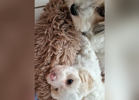 Havapoo Pudel Havaneser-ShihTzu