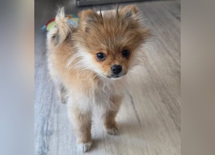 Zwergspitz Pomeranian