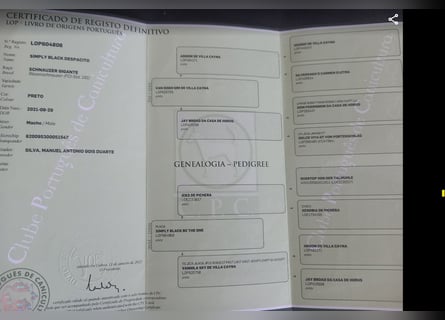 Riesenschnauzer Schwarz