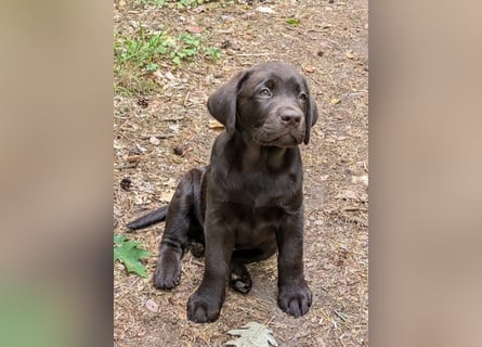 Wunderschönen Labrador Rüden