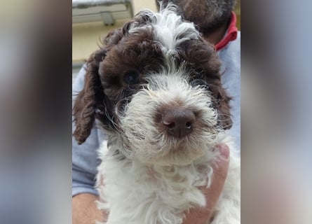 Lagotto Romagnolo welpen