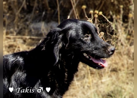 Ein  wunderschöner Familienhund sucht ein Zuhause