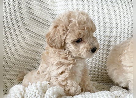 Traumhafte Maltipoo Welpen F1 Malteser Pudel