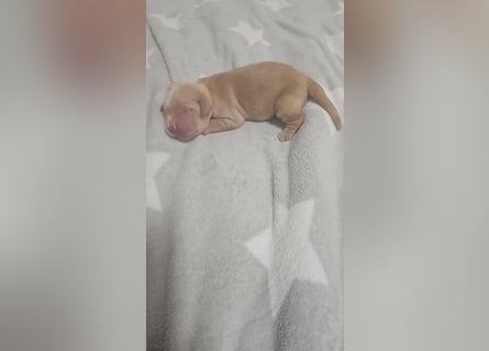 Golden retriever welpen mit Ahnentafel
