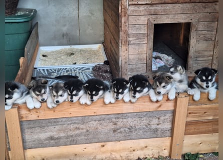 Welpen Alaska Malamute- Husky Mix