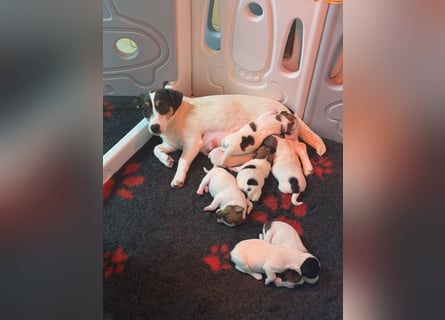 Jack Russel Terrier Welpen mit Stammbaum