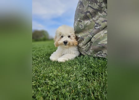 Zwerg Pudel x Maltipoo