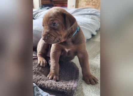 Rhodesian Ridgeback Welpen mit Papieren -Livernose-