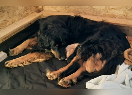 Hovawart Welpen ohne Papiere