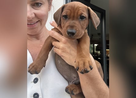 Deutscher Pinscher Welpen aus dem Haus ,,Cava Land" FCI Zucht