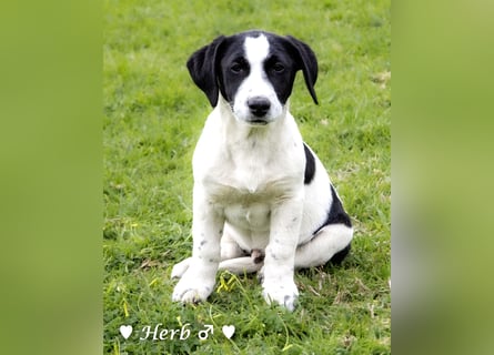 Holly, Hank, Harold und Herbie suchen ab sofort ein Zuhause
