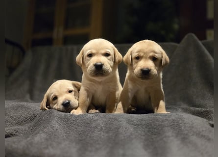 Labrador Welpen reinrassig (gelb-foxred)