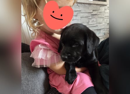 Labradorwelpen