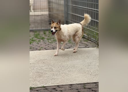 Adel – für Menschen, die lieber einen Hund richtig lieben als zwei halb“