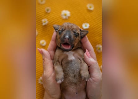 Rhodesian Ridgeback Welpen mit FCI-Ahnentafel