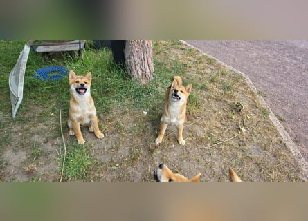 Shiba inu Welpen.   vom Haus Joe   ,Liebhaberzucht