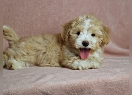 Maltipoo Welpen zuckersüß