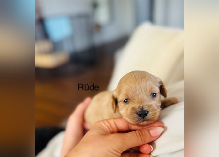 Wunderschöne Maltipoo Welpen!!! (Malteser/Zwergpudel)