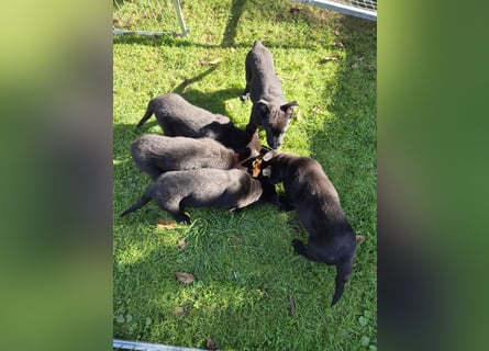 schwarze Schäferhunde aus Leistungszucht