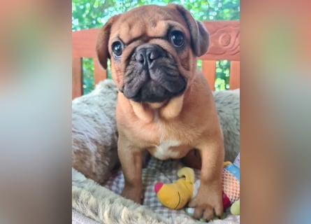 Vergnügte Frops Kinder  (Französische Bulldogge + Mops )